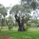 Haven som hører til Renoirs villa i Cagnes-sur-Mer